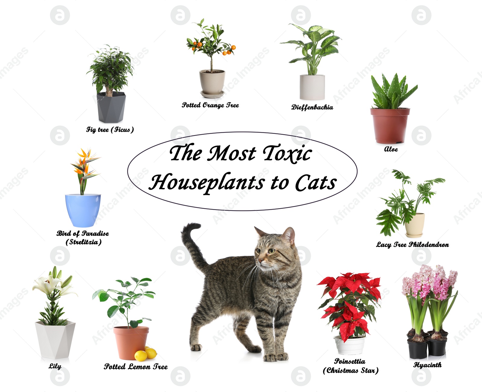 Image of Set of house plants poisonous to cats and kitten on white background