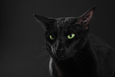 Adorable cat on black background, space for text. Lovely pet