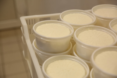 Photo of Moulds with pressed cheese in box at modern factory, closeup