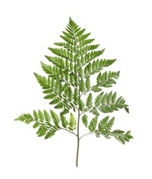 Photo of Branch with beautiful tropical fern leaves isolated on white
