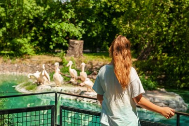 Little girl watching wild white pelicans in zoo, back view