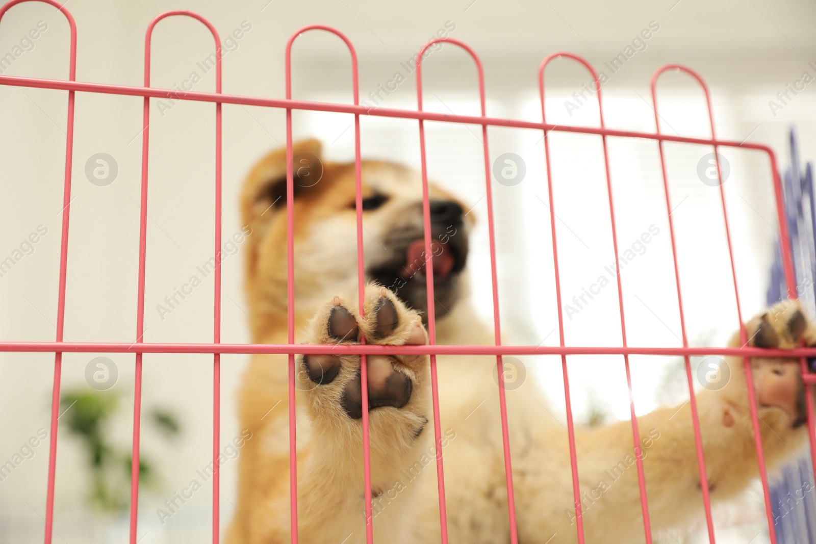 Photo of Cute Akita Inu puppy in playpen indoors, focus on paw. Baby animal