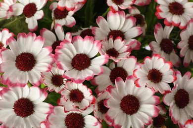 Photo of Beautiful cineraria flowers as background, closeup view