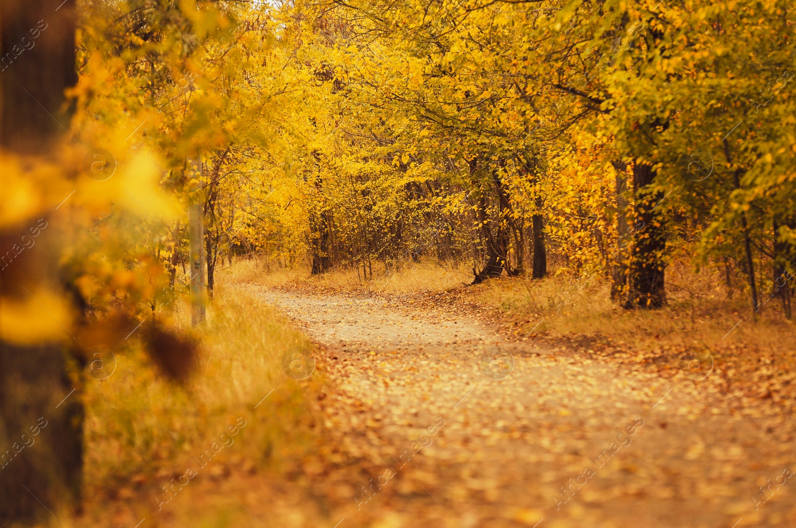 Photo of Trees and bushes with colorful leaves on autumn day