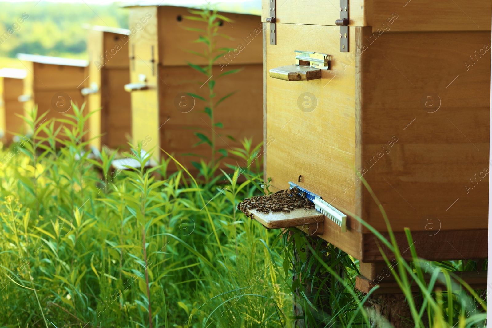 Photo of Many beautiful wooden beehives at outdoor apiary