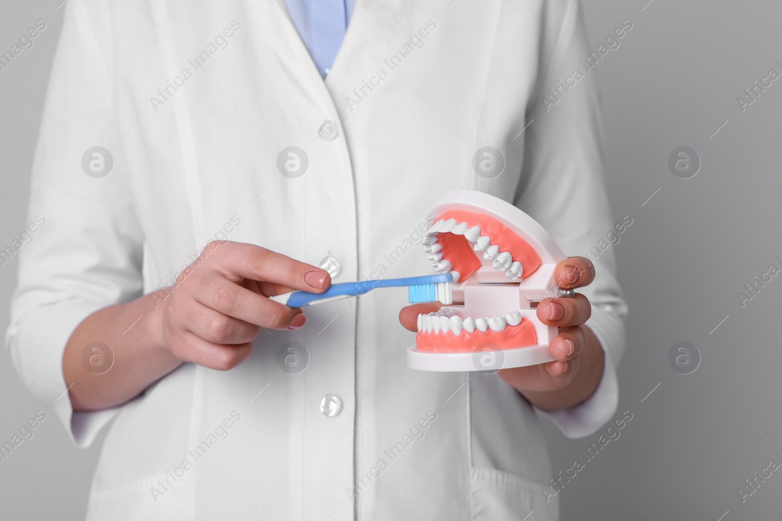 Photo of Dentist with jaws model and toothbrush on light grey background, closeup. Oral care demonstration