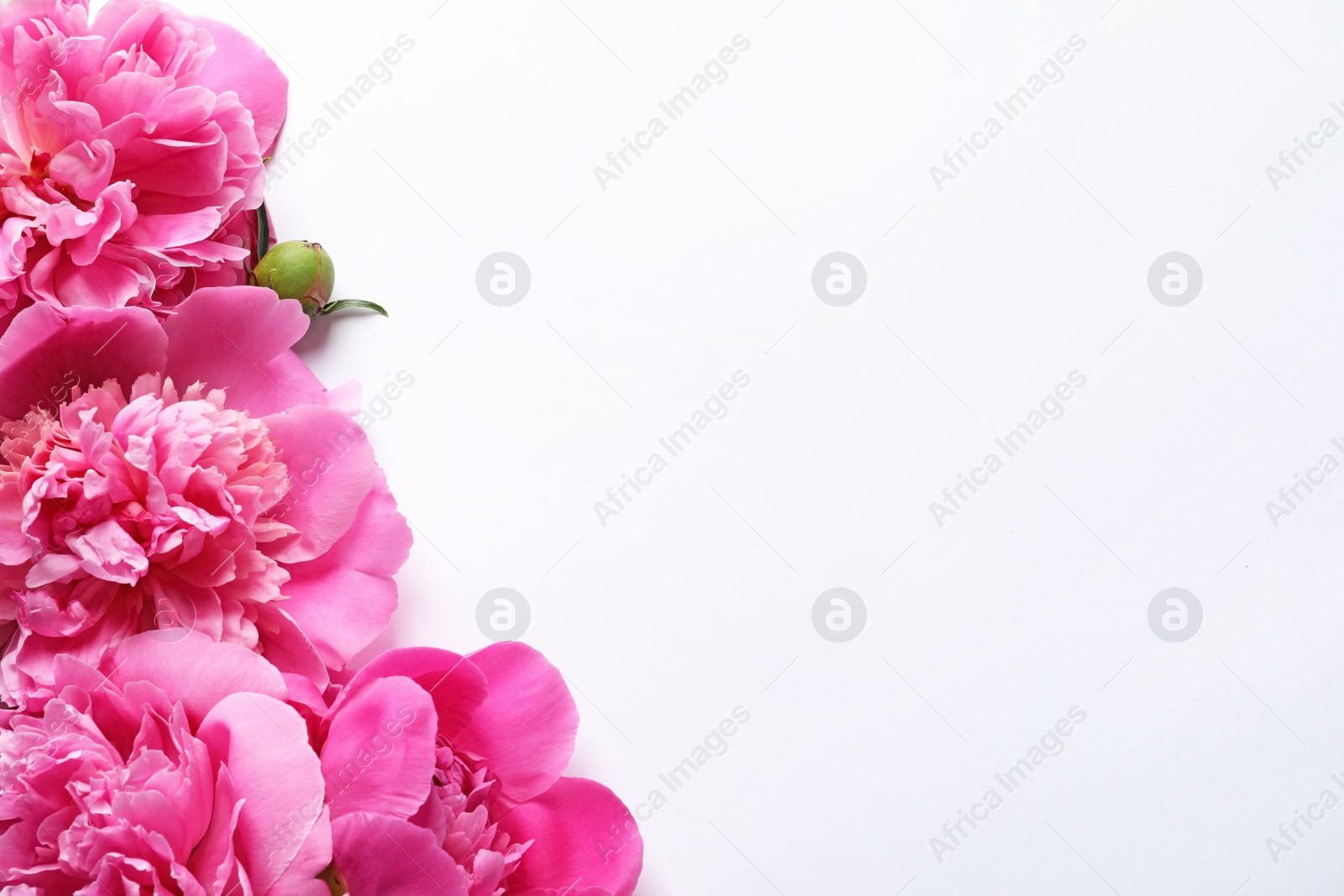 Photo of Beautiful peony flowers on white background, top view