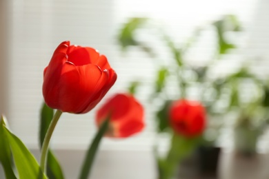 Photo of Beautiful tulip and blurred view of window with blinds on background. Space for text