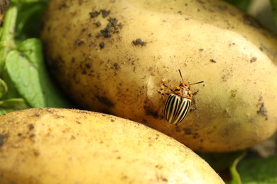 Photo of Colorado beetle on ripe potato outdoors, closeup