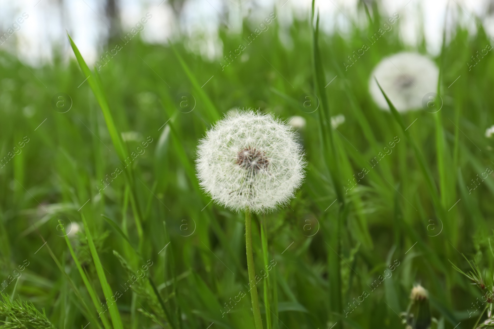 Photo of Beautiful fluffy dandelion in bright green grass, closeup