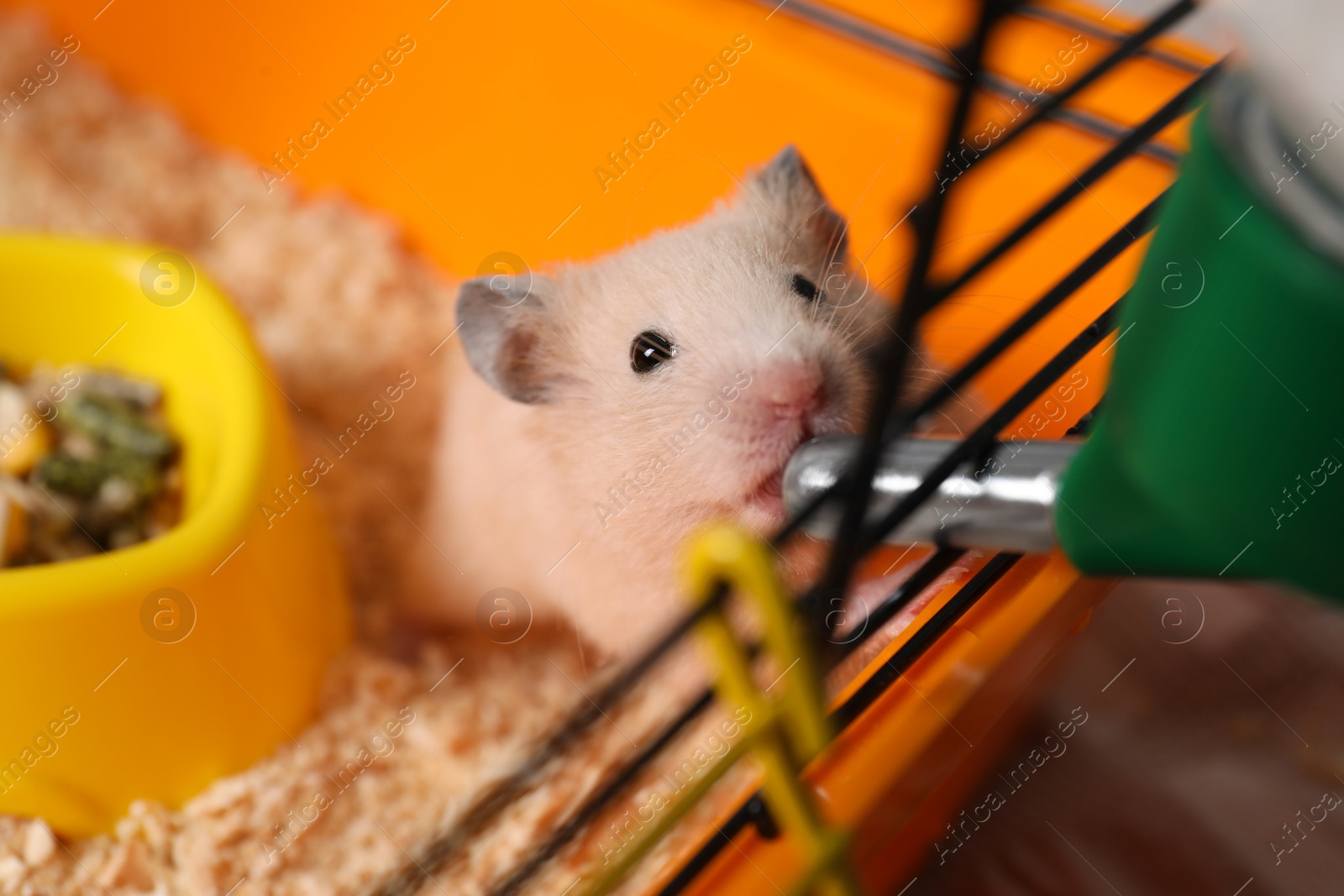 Photo of Cute little fluffy hamster drinking in cage