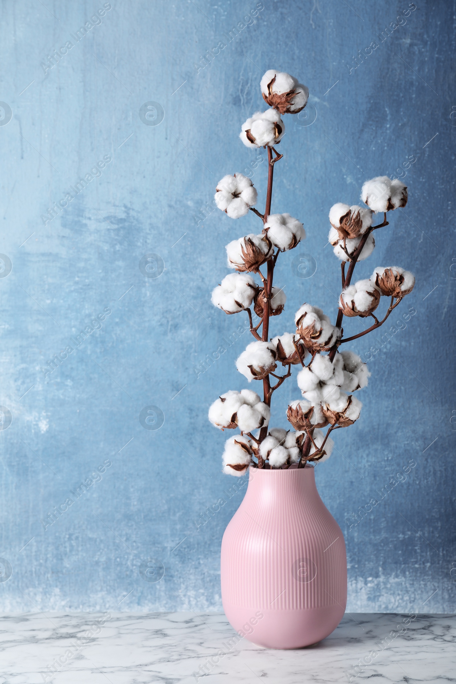 Photo of Beautiful cotton flowers in vase on marble table against blue background