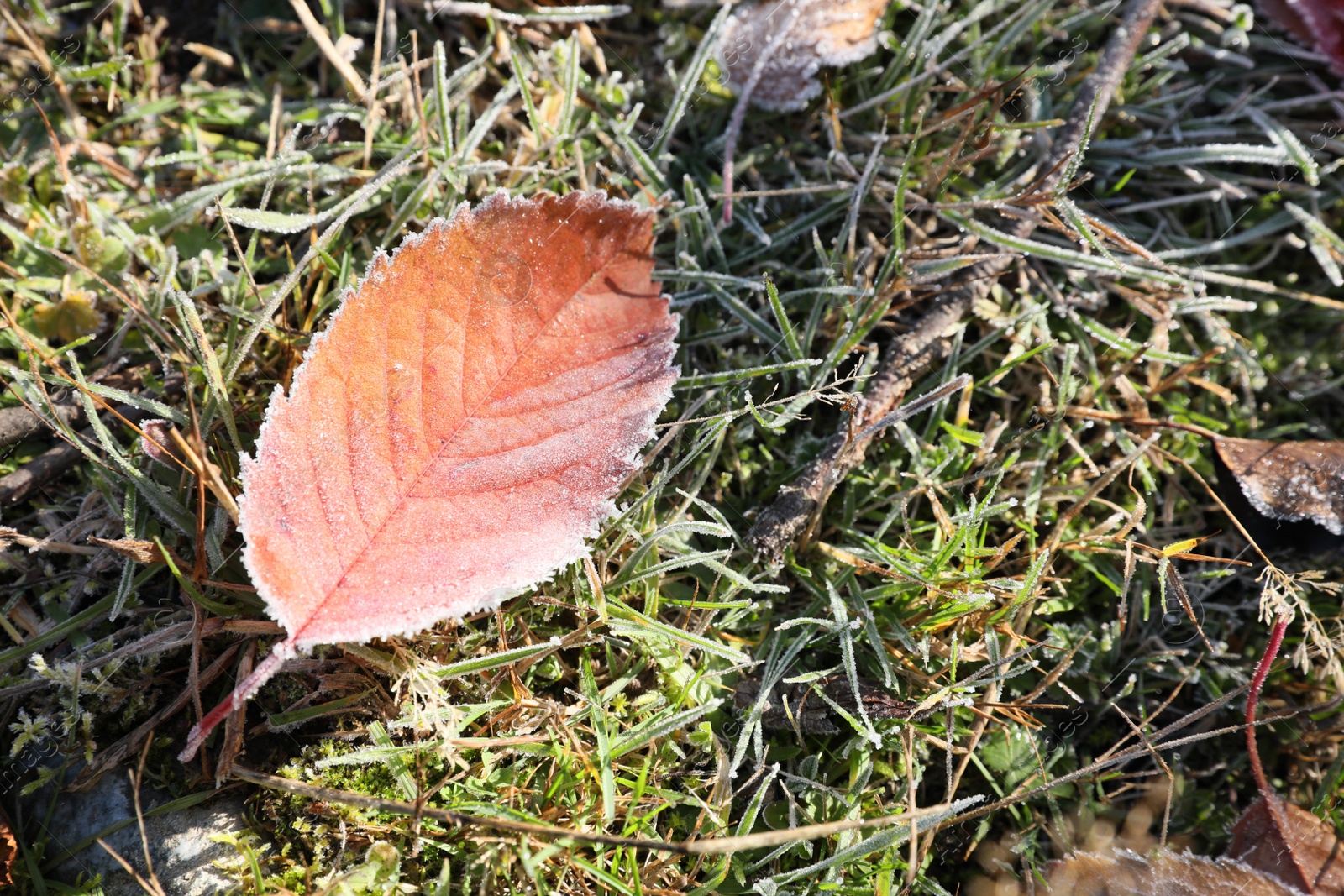 Photo of Beautiful autumn leaves on grass covered with frost outdoors, top view