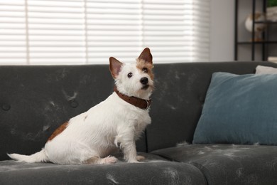 Photo of Cute dog sitting on sofa with pet hair at home