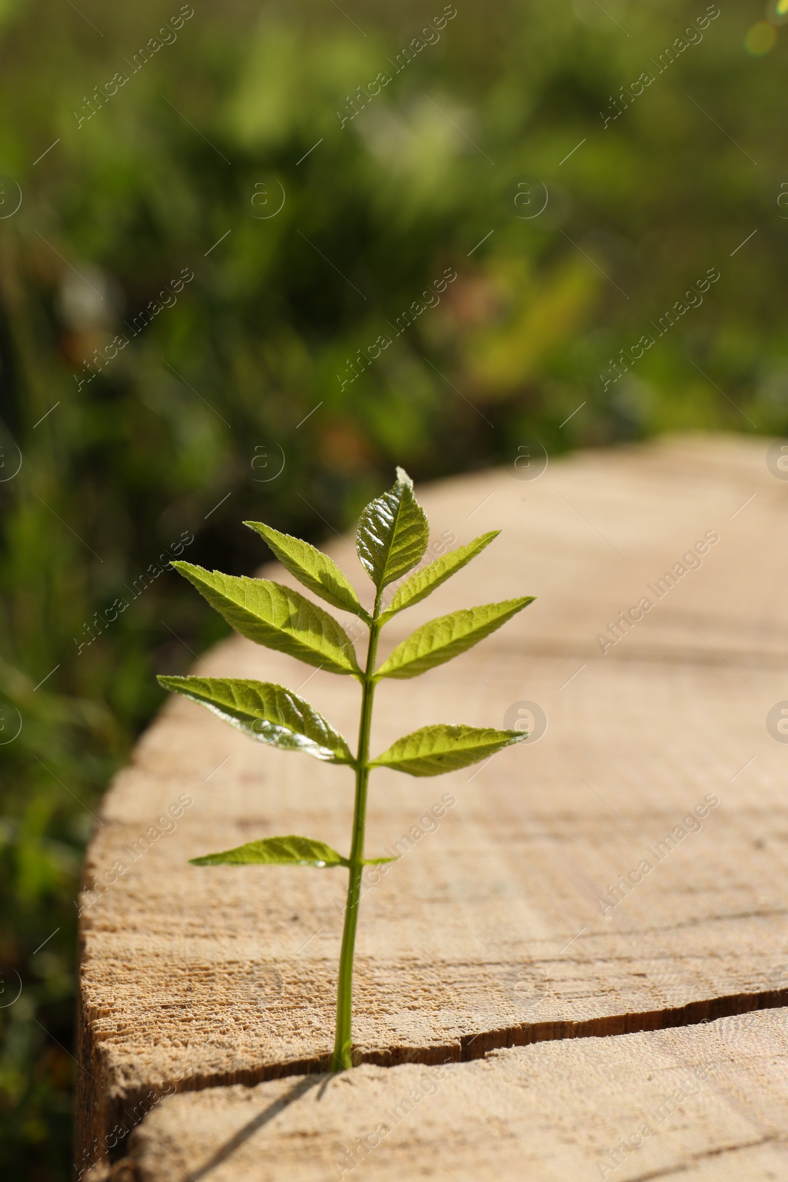 Photo of Young seedling growing out of tree stump outdoors, closeup. New life concept