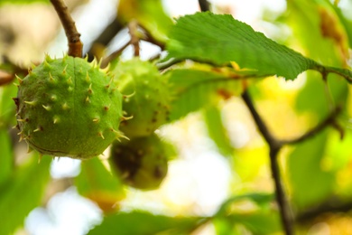 Horse chestnuts growing on tree outdoors, closeup