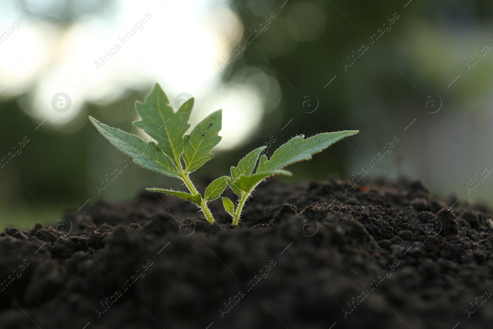 Photo of Beautiful young tomato seedling in ground outdoors