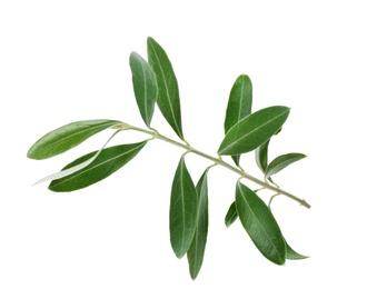 Twig with fresh green olive leaves on white background