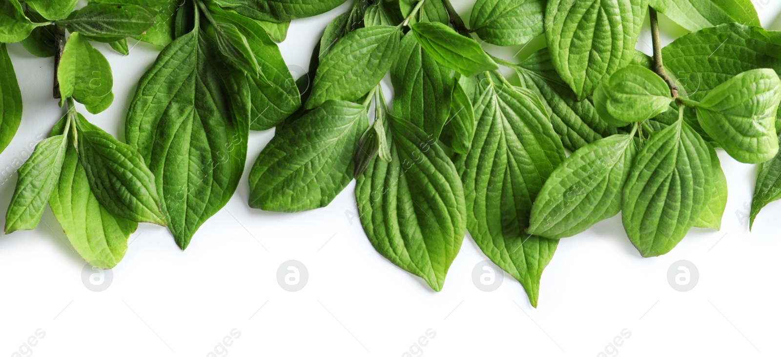 Photo of Beautiful spring green leaves on white background