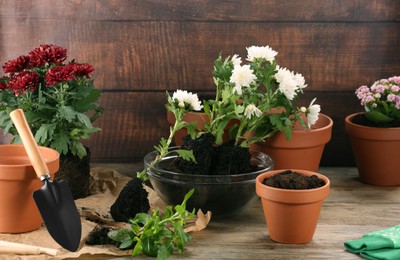 Photo of Time for transplanting. Many terracotta pots, soil, flowers and tools on wooden table