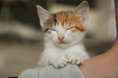 Photo of Cute little kitten on blurred background, closeup. Baby animal