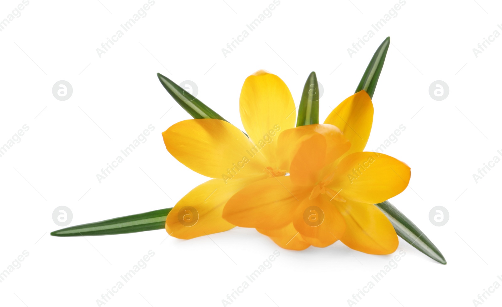 Photo of Beautiful yellow crocus flowers on white background