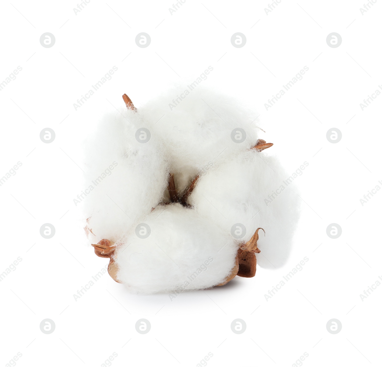 Photo of Beautiful fluffy cotton flower isolated on white