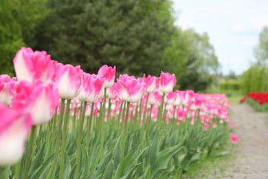 Photo of Beautiful pink tulip flowers growing in field