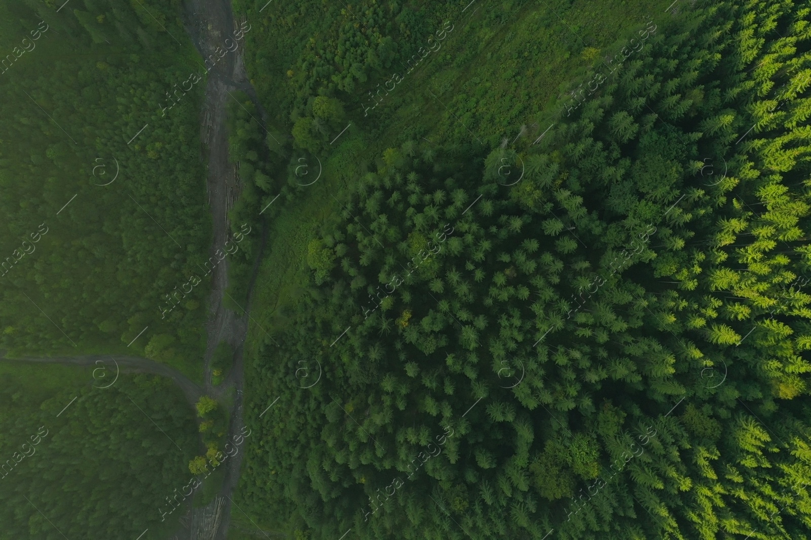 Photo of Aerial view of road among green trees. Drone photography