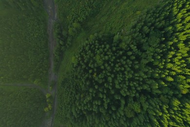 Photo of Aerial view of road among green trees. Drone photography