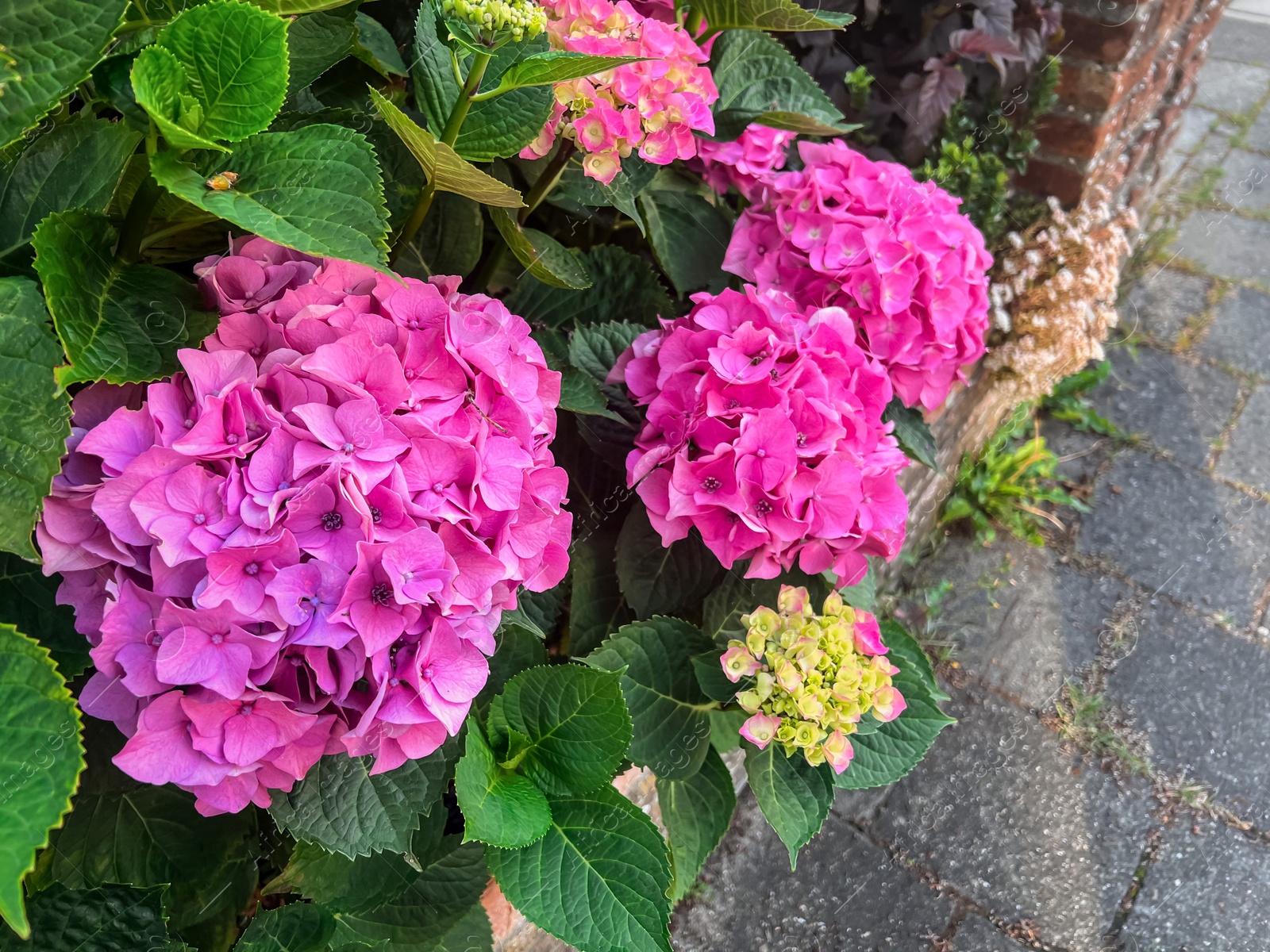 Photo of Beautiful hortensia plants with colorful flowers growing outdoors