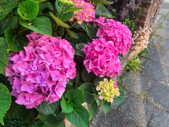 Photo of Beautiful hortensia plants with colorful flowers growing outdoors