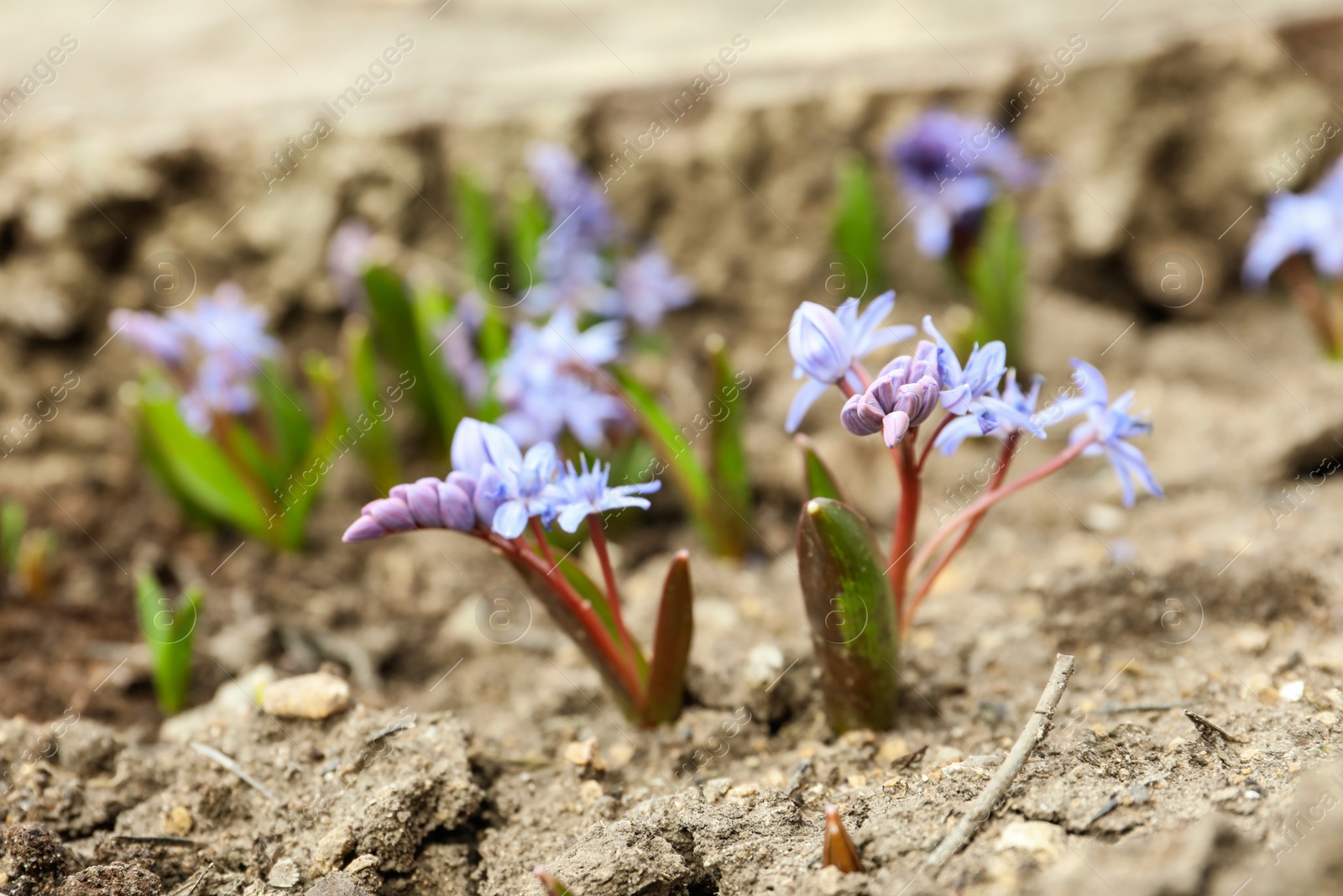 Photo of Beautiful lilac alpine squill flowers in garden