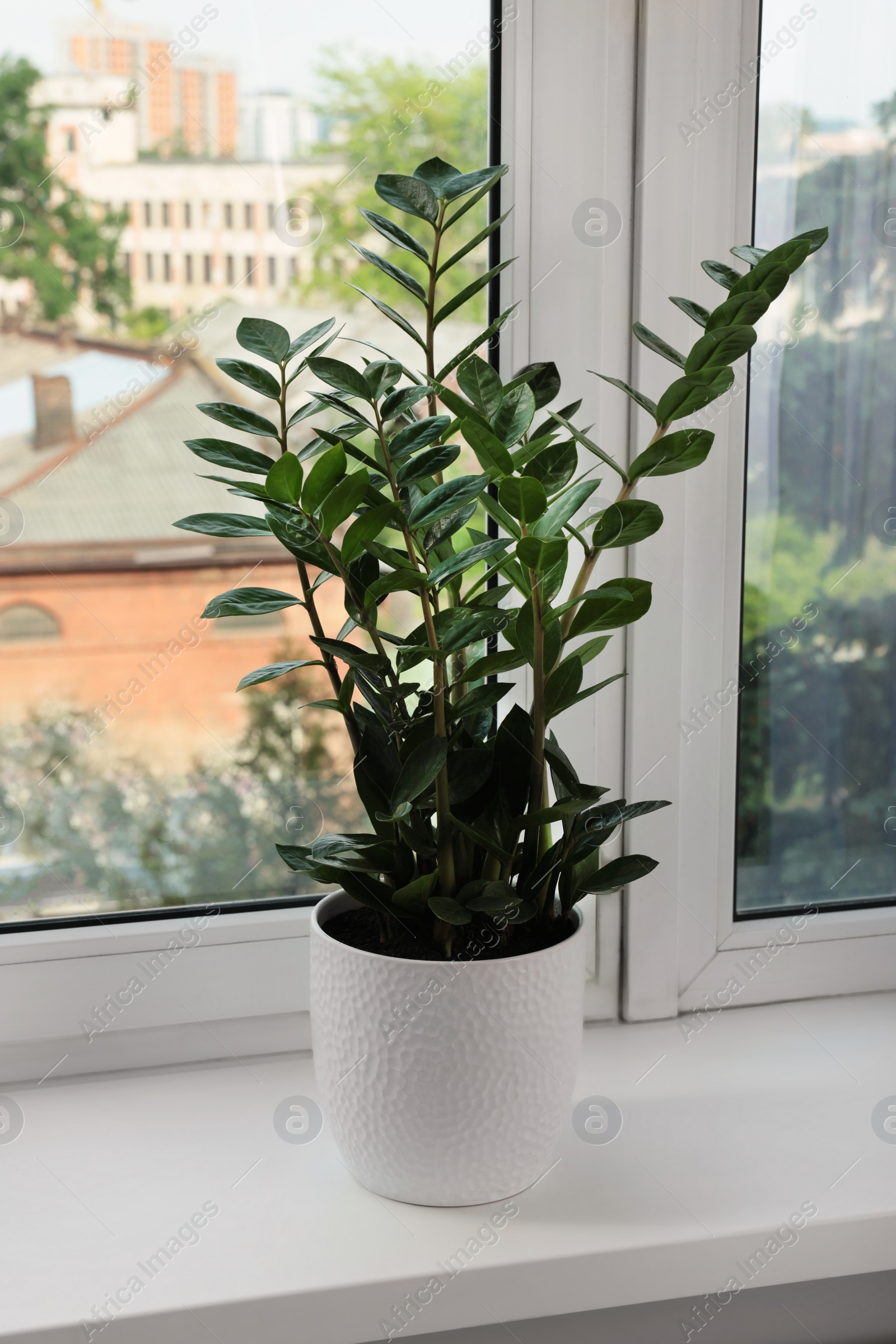 Photo of Zamioculcas in pot on windowsill indoors. House plant