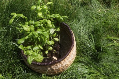 Photo of Wicker basket with seedlings on green grass, above view. Space for text