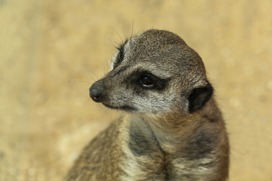 Photo of Closeup view of cute meerkat at zoo