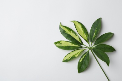 Photo of Leaf of tropical schefflera plant on white background, top view