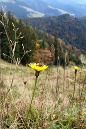 Photo of Beautiful yellow cornflower growing on beautiful hill