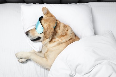 Photo of Cute Labrador Retriever with sleep mask under blanket resting on bed, top view