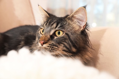 Photo of Cute cat with blanket on sofa at home. Warm and cozy winter