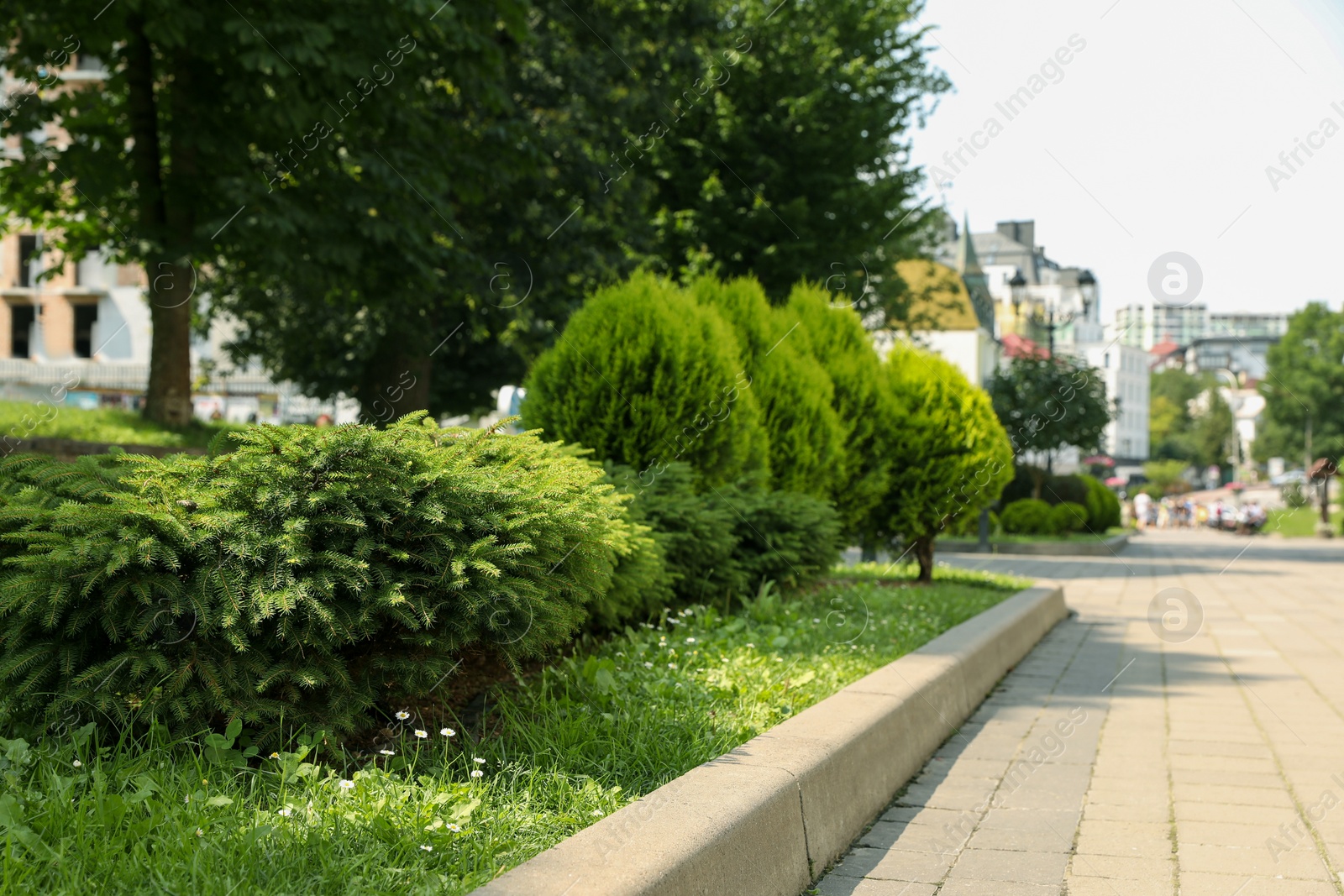 Photo of Beautiful coniferous shrubs growing outdoors, space for text. Gardening and landscaping