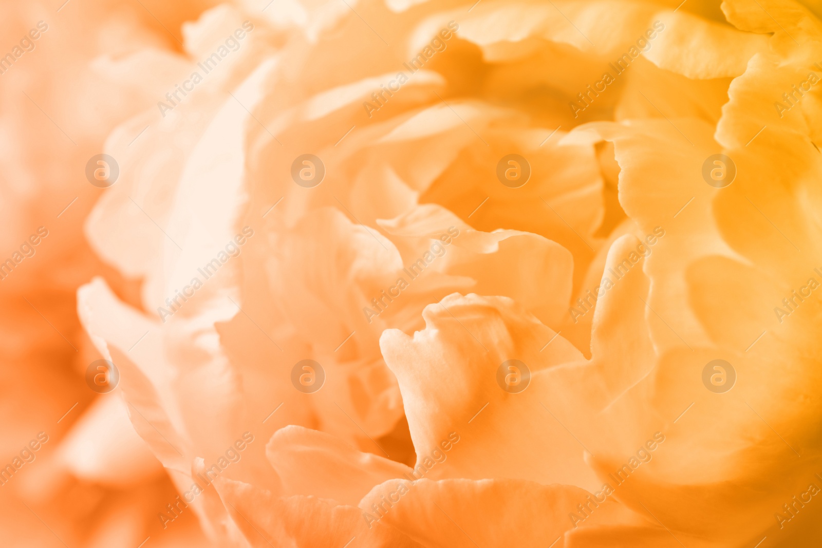 Image of Closeup view of beautiful light orange peony flower