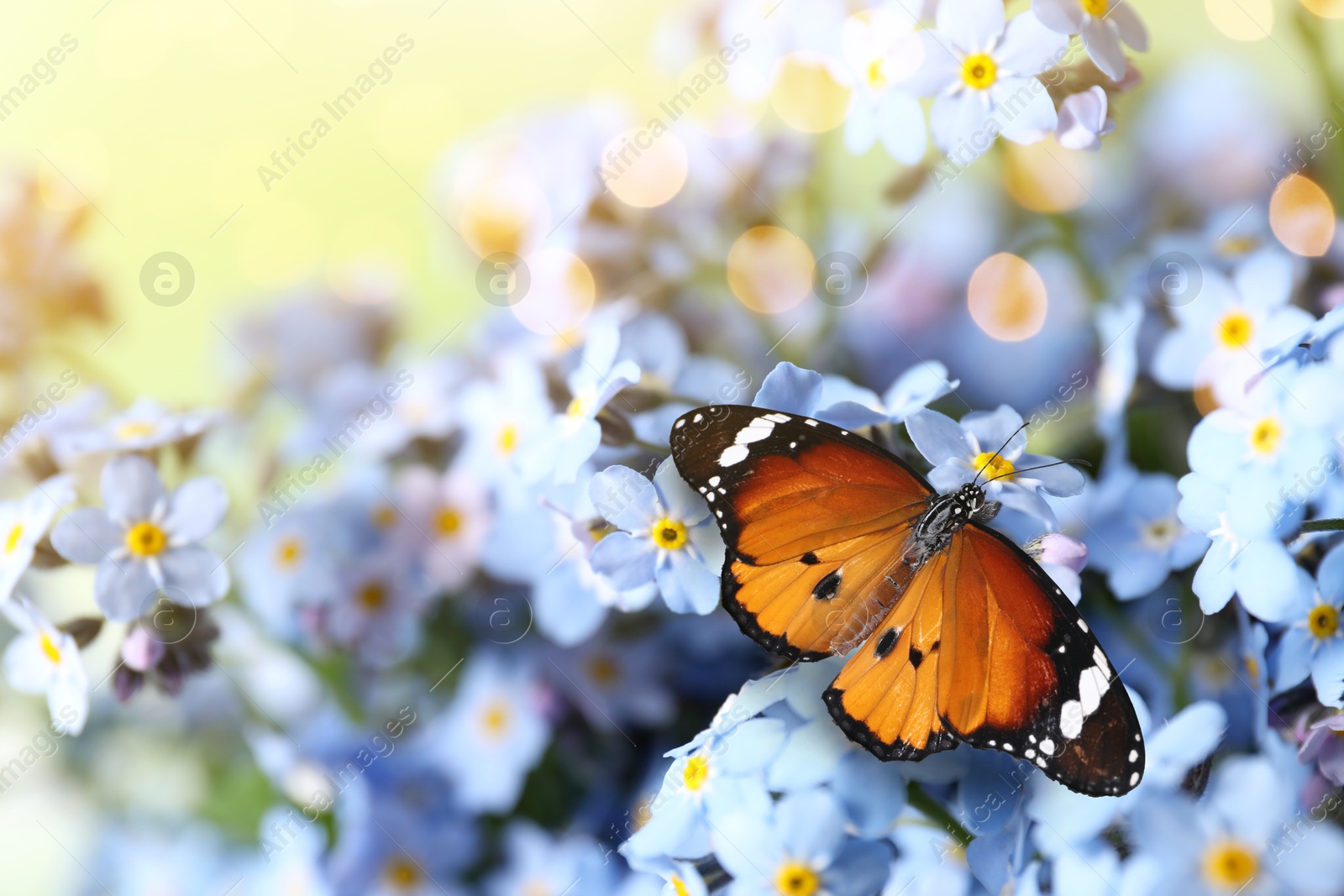 Image of Beautiful butterfly on forget-me-not flower in garden, closeup. Bokeh effect