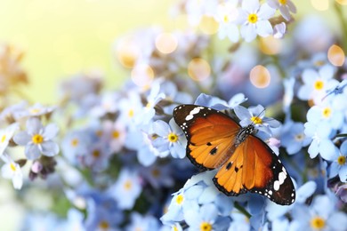 Image of Beautiful butterfly on forget-me-not flower in garden, closeup. Bokeh effect