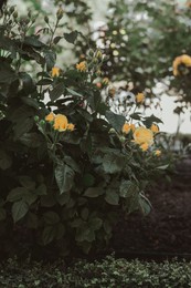 Photo of Bushes with beautiful roses outdoors on summer day