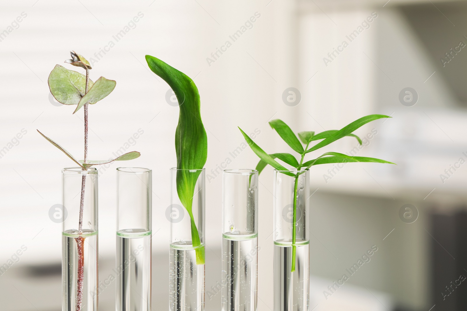 Photo of Test tubes with different plants in laboratory, closeup. Space for text