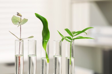Test tubes with different plants in laboratory, closeup. Space for text