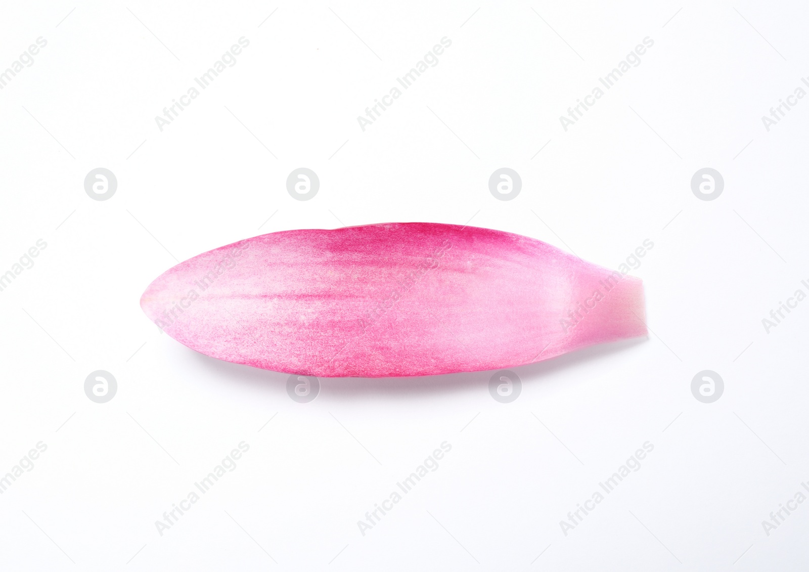Photo of Beautiful pink lotus flower petal isolated on white, top view