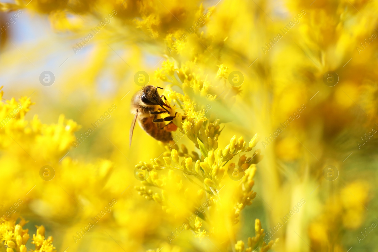 Photo of Honeybee collecting nectar from yellow flowers outdoors, closeup