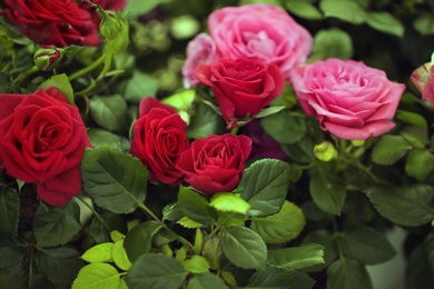 Beautiful blooming roses, closeup